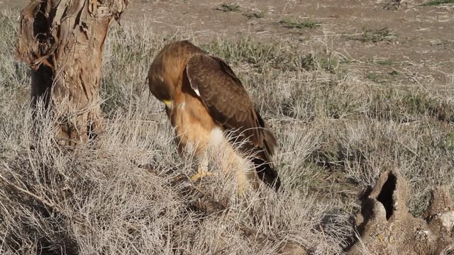 One year old female of Bonelli&acute;s Eagle with the first lights of the morning