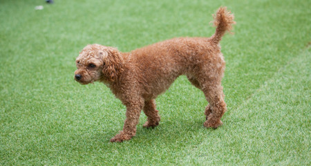 Toy poodle in a private playground	