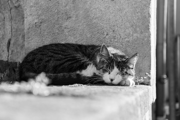 Cat on a low wall, Dole, France