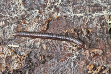 Myriapode