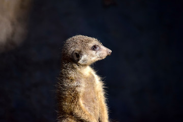 Watchful Suricata Suricatta Head Portrait