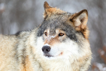 Naklejka na ściany i meble Close-up portrait of a magnificent wolf in the cold winter