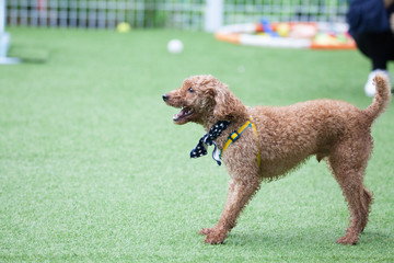 Toy poodle in a private playground	