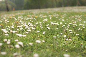 Fototapeta premium chamomile field. summer meadow with flowers