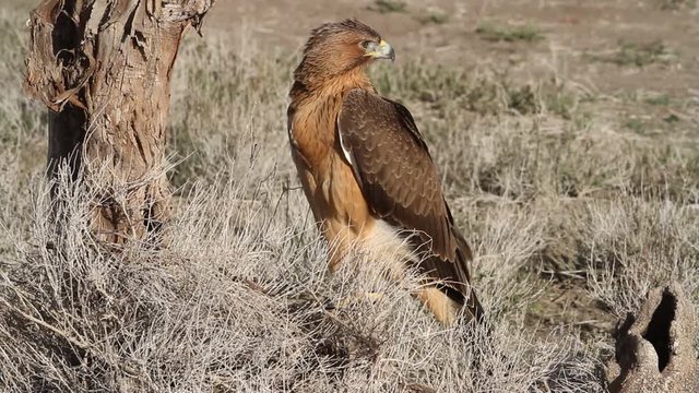 One year old female of Bonelli&acute;s Eagle early morning, birds, raptors, eagles