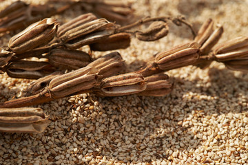 Dried sesame crop, white sesame 