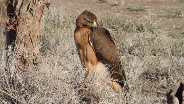 One years old female of Bonelli&acute;s eagle with the first lights in the morning