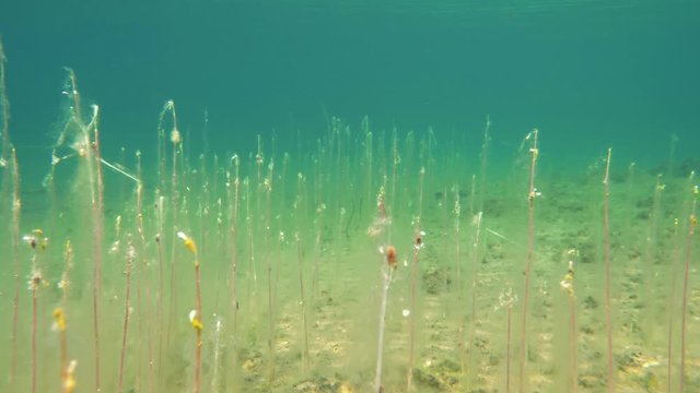 Underwater view of water lobelia stems growing towards water surface