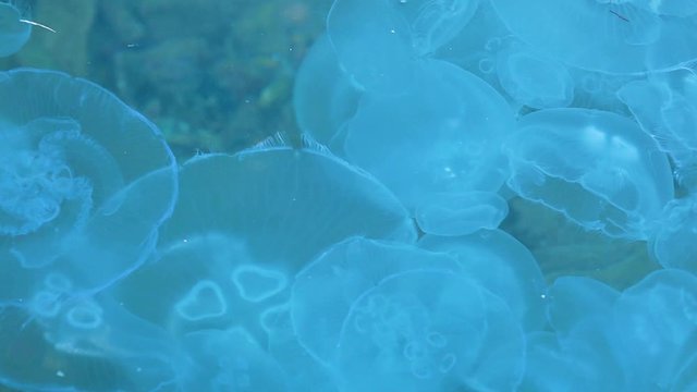 Migration of jellyfish near the surface of the water.	