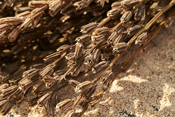 Dried sesame crop, white sesame 