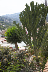 Isolated cactus on beautiful vist