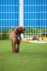 Toy poodle in a private playground	