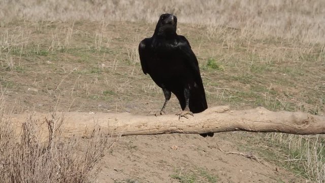 Common raven with the first lights of the morning, birds