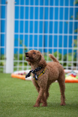 Toy poodle in a private playground	