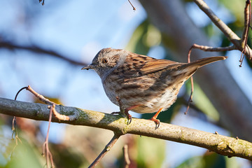Dunnock (Prunella modularis) Sitting On Branch	