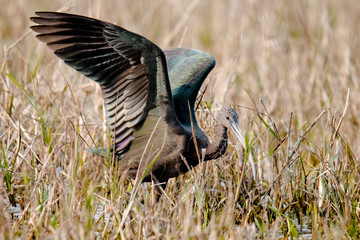 Glossy Ibis with wings span
