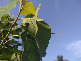 Fresh leaves of the plant.