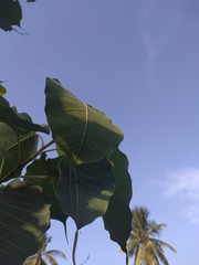green leaves and blue sky