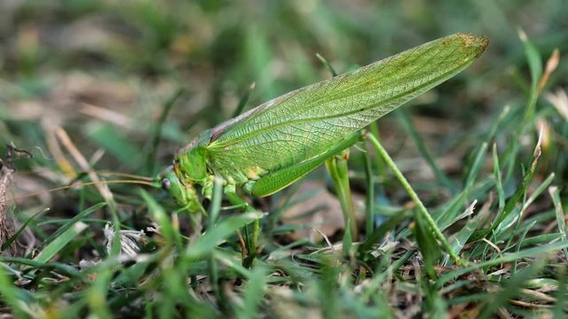 Big green locust female lays eggs