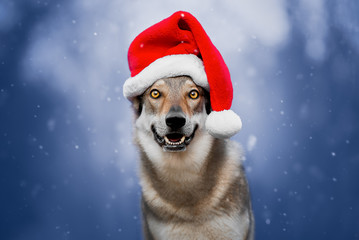 Dog with Santa hat on blue snowy background, empty space