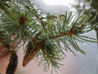 pine tree branch with snow