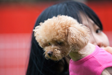 Toy poodle in a private playground	