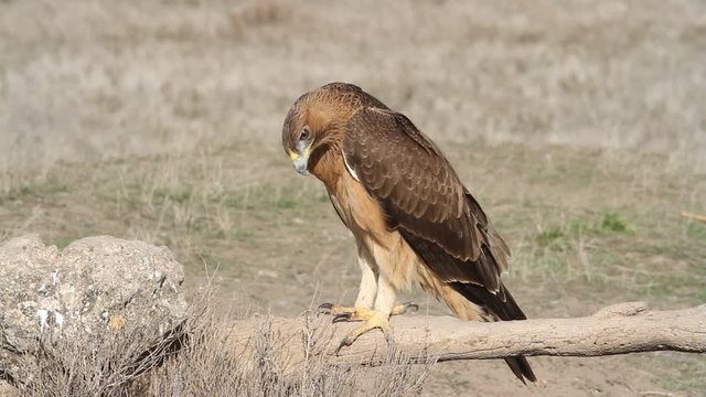 One year old female of Bonelli&acute;s Eagle, raptors, eagles, birdsAquila fasciata