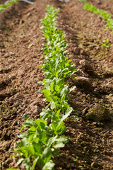young plants in a field