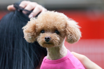 Toy poodle in a private playground	