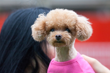 Toy poodle in a private playground	