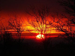 colorful sunset landscape with dark tree silhouettes