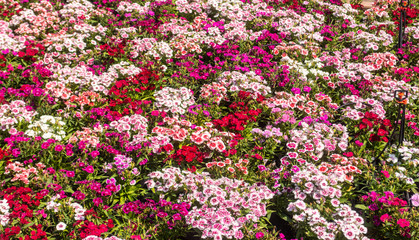 There are beautiful and colorful flowers in the garden Bangkok of Thailand