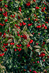 Le bacche di Redberry e Buffalo berry nel cespuglio di foglie verdi. Como