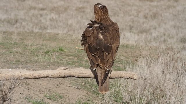 One years old female of Bonelli&acute;s eagle with the first lights in the morning