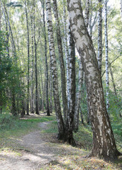 Fototapeta premium Path in the forest