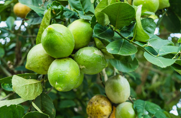Close-Up Of Green Lemon On Tree