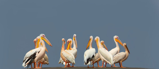 Wild african birds. A group of several large pink pelicans stand in the lagoon on a sunny day