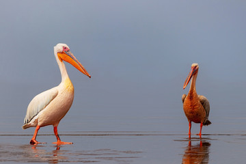 Wild african birds. Two large pink pelicans and their reflection in the clear water of the lagoon