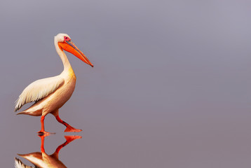 Wild african birds. One large pink pelican and its reflection in the clear water of the lagoon