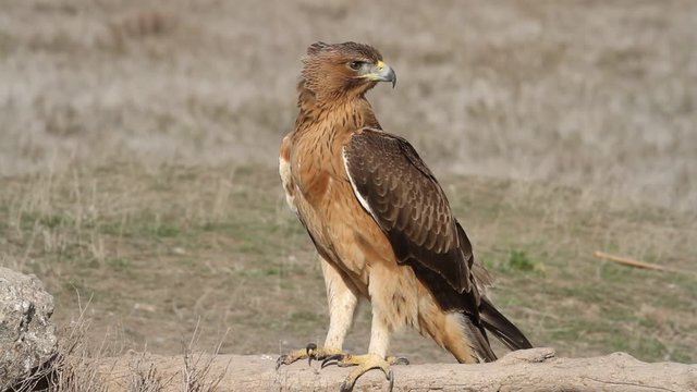 One year old female of Bonelli&acute;s Eagle with the first lights of the morning