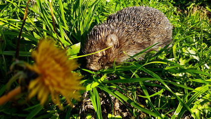 hedgehog in grass