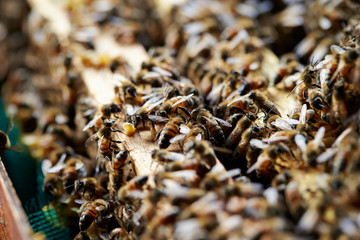 Apiary, beehive farm and beekeeping 