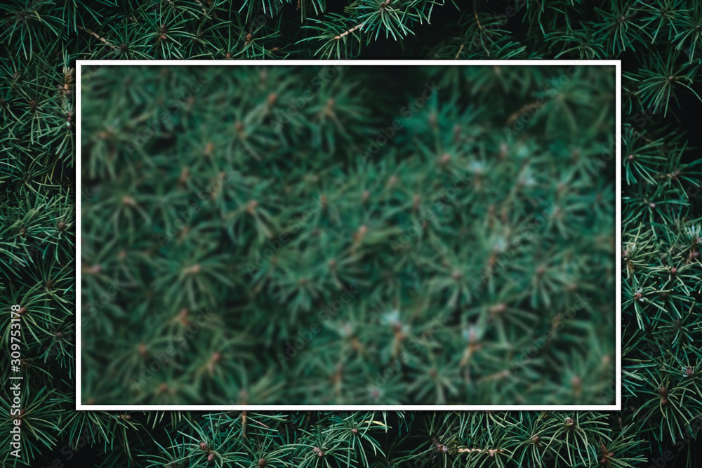 Wall mural christmas fir tree background with copy space. fir tree branches texture.