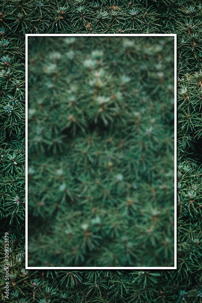 Wall mural christmas fir tree background with copy space. fir tree branches texture.