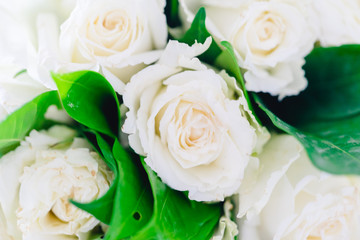 White flower rose background.white petals texture.White flower and Valentines day concept