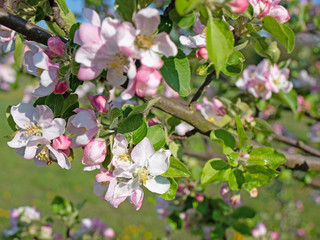 Blühender Apfelbaum, Malus, im Frühling