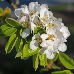 Blühende Birne, Pyrus, im Frühling
