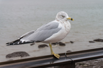 Adult gull standing a metal bar with the ocean shore in the background