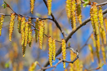 Naklejka premium Männliche Blüten der Hainbuche, Carpinus betulus