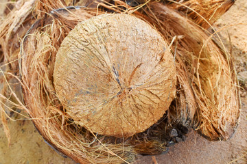 coconut on tree
